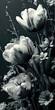 Tulpen black and white