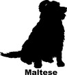 Dog Maltese silhouette Breeds Bundle Dogs on the move. Dogs in different poses.
The dog jumps, the dog runs. The dog is sitting. The dog is lying down. The dog is playing
