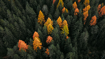 autumn in the forest