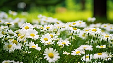 Wall Mural - White Daisies in Meadow. Generative AI