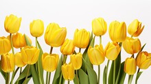 Yellow Tulips On White. Generative AI