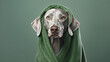 Dog grooming with freshly bathed Weimaraner on pastel green background