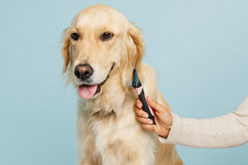 Poster - Close up professional female hand hold grooming brush trimming her lovely best friend golden retriever dog at salon isolated on plain pastel light blue background studio. Take care about pet concept.