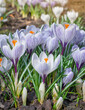 Blooming crocuses in the garden, harbingers of spring on a sunny spring morning.