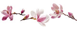 beautiful magnolia flower isolated