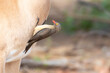 Red-billed Oxpecker (Buphagus erythrorhynchus) foraging for parasites on Impala host, Limpopo, South Africa
