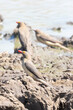 Red-billed Oxpecker (Buphagus erythrorhynchus) at waterhole, Limpopo, South Africa
