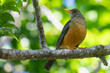 Olive Rock Thrush (Turdus olivaceus) on branch in Afromontane forest habitat, Wilderness, Garden Route, South Africa
