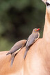 Red-billed Oxpecker (Buphagus erythrorhynchus) on Impala host foraging for parasites and ticks, Limpopo, South Africa