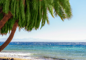 Wall Mural - green palm trees on the red sea coast in egypt