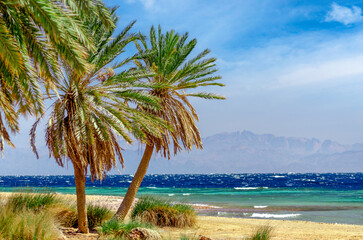 green palm trees on the red sea coast in egypt