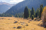 Fototapeta Krajobraz - Immerse yourself in the stunning autumn beauty of the Tien Shan Mountains. Stroll through the lush greenery and admire the colorful flowers. Experience peace and serenity during this mountain walk.