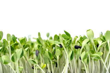 Green young Sunflower sprouts isolated on white background.