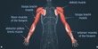 Human body - arm muscles