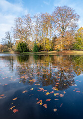 Wall Mural - autumn leaves float on water of pond with reflections