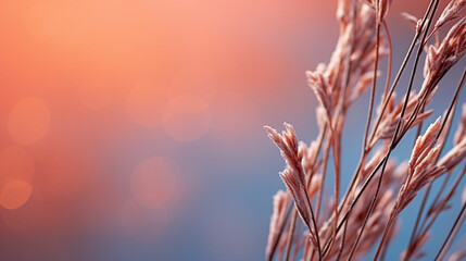 Sticker - grass and sun HD 8K wallpaper Stock Photographic Image 