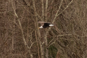 Wall Mural - Bald Eagle flies over the river in the Delaware Water Gap National Recreation Area