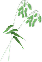 Rattlesnake Manna Grass, Glyceria Canadensis,grass Shoots Vector Stock Illustration. Fresh Green Young Grass. Panicle. Template For A Wedding Card. Isolated On A White Background.