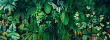Close Up Group Of Background Green Leaves Texture And Abstract Nature Background. Lush Foliage Textures. Exotic Greenery And Botanical Patterns.