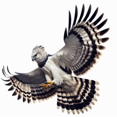 Harpy Eagle, 鹰, हार्पी ईगल, aguila harpia, Harpie, نسر هاربي, হার্পি ঈগল, орёл, Harpia, Elang Harpy, ハーピーイーグル, 하피 이글