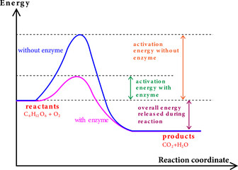 A diagram showing the catalytic reaction: the energy niveau as a function of the reaction coordinate.Vector illustration.