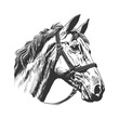 Horse Illustration Clip Art Design Shape. Animal  Silhouette Icon Vector.