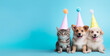 © SM.Art - A group of cute dogs and cats wearing party hats on a pastel blue background. Adorable pets. Birthday party invitation design, blue banner with copyspace