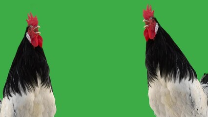 Poster - two singing roosters on a green screen