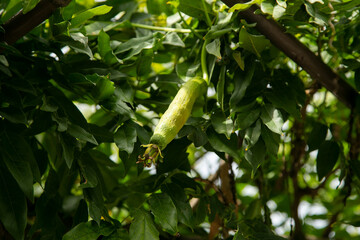 Wall Mural - Japanese zucchini hanging in an organic garden in Magome, Japan.