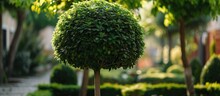 Compact Tree With A Round Canopy, Approximately 4 M In Height And Width. Thrives In Various Soils (except Wet), Can Handle Dry Conditions, Prefers Sunlight. Suitable For Pot Cultivation On Terraces