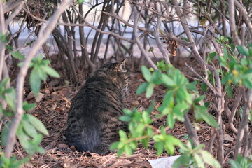 Wall Mural - 水元公園の野良猫　Stray cats in Mizumoto Park