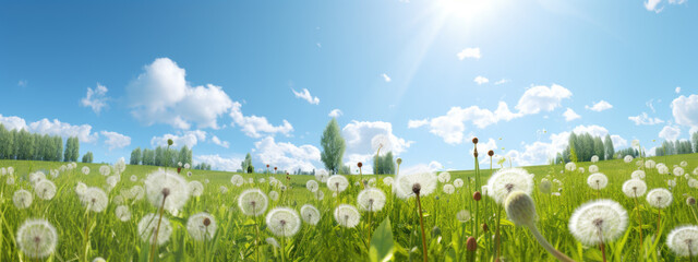 Poster - Vibrant and sunlit meadow filled with dandelions in various stages of bloom, against a backdrop of a clear blue sky