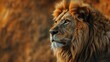 Majestic Lion staring, motivational quote inspirational male grind post, Stoicism stoic hard men mentality philosophy philosopher, copy space for quotation text