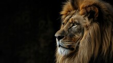 Majestic Lion Staring On Black Background, Motivational Quote Inspirational Male Grind Post, Stoicism Stoic Hard Men Mentality Philosophy Philosopher, Copy Space For Quotation Text