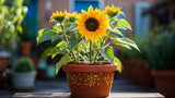 Fototapeta Dmuchawce - sunflower in a pot