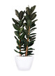© Dumitru - Large and tall interior plant with dark green leafs in a white pot. Isolated.
