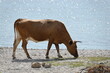 Mucca sulla spiaggia