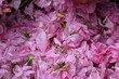 Petali di rosa 