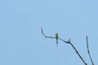 The Asian green bee-eater (Merops orientalis), also known as little green bee-eater