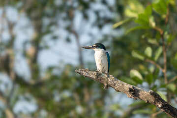 Wall Mural - he collared kingfisher (Todiramphus chloris)