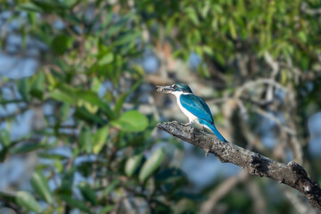 Wall Mural - he collared kingfisher (Todiramphus chloris)