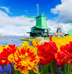 Canvas Print - traditional wooden Dutch windmills of Zaanse Schans and tulips flowers, Netherlands