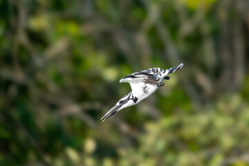 Wall Mural - The pied kingfisher (Ceryle rudis)