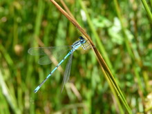 Azure Damselfly (Coenagrion Puella) In The British Countryside
