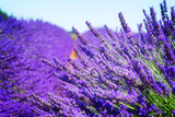 Fototapeta Lawenda - Lavender field with summer blue sky close up, France, retro toned