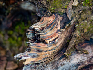 Canvas Print - Morscher Obstbaum im Winter