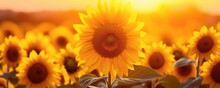 Sunflower  In A Yellow Sunflower Field In Nature. Sunset. Generative Ai
