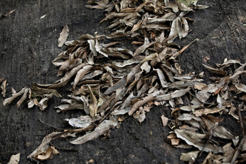 Dry Leaf on Soil - High Angle View