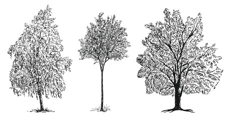 hand drawn vector illustration of different deciduous trees silhouettes with foliage isolated on whi