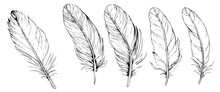 Set Of Bird Feathers. Hand Drawn Illustration Converted To Vector